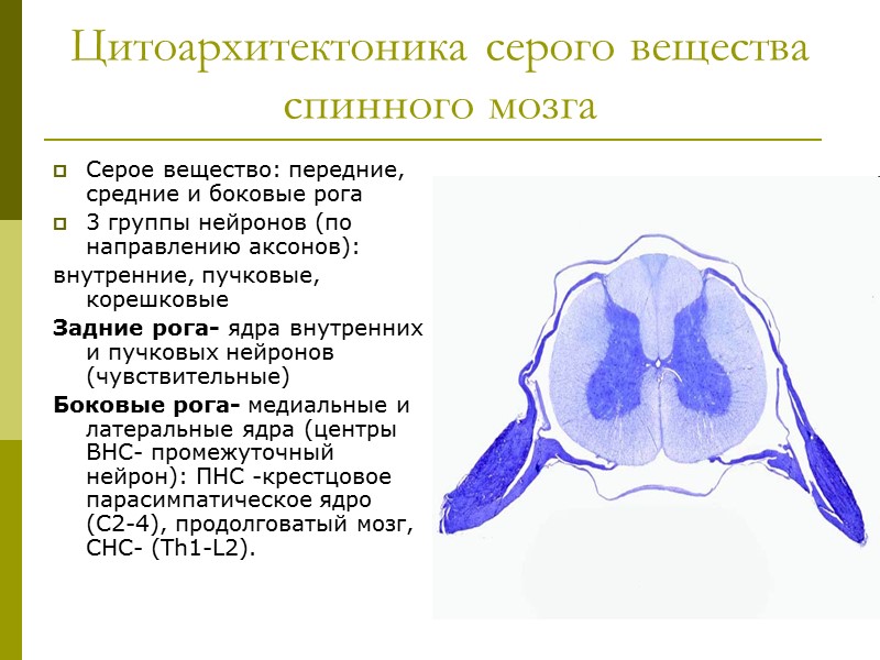 Цитоархитектоника серого вещества спинного мозга Серое вещество: передние, средние и боковые рога 3 группы